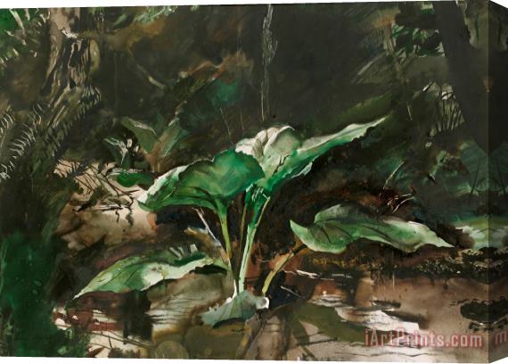 andrew wyeth Skunk Cabbage 1953 Stretched Canvas Print / Canvas Art