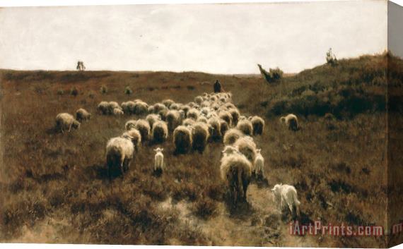 Anton Mauve The Return of The Flock, Laren Stretched Canvas Print / Canvas Art