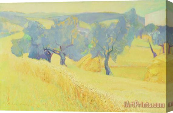 Antonio Ciccone Olive Trees In Tuscany Stretched Canvas Print / Canvas Art