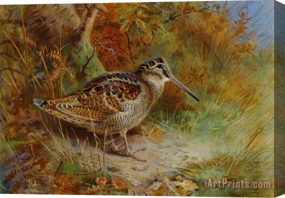 Archibald Thorburn A Woodcock Stretched Canvas Print / Canvas Art