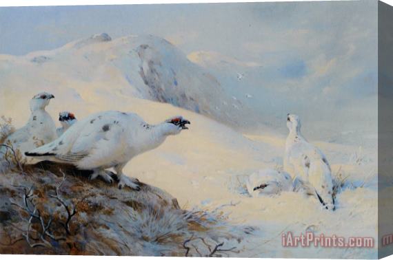Archibald Thorburn Ptarmigan Calling in The Snow Stretched Canvas Print / Canvas Art