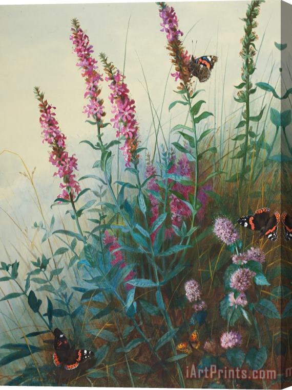 Archibald Thorburn Purple Loosestrife And Watermind Stretched Canvas Painting / Canvas Art