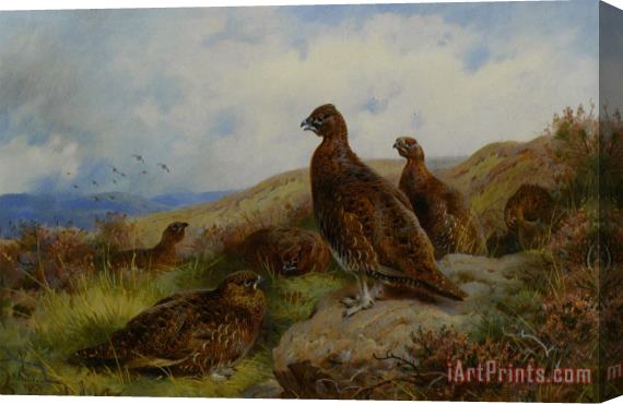 Archibald Thorburn Red Grouse Packing Stretched Canvas Print / Canvas Art