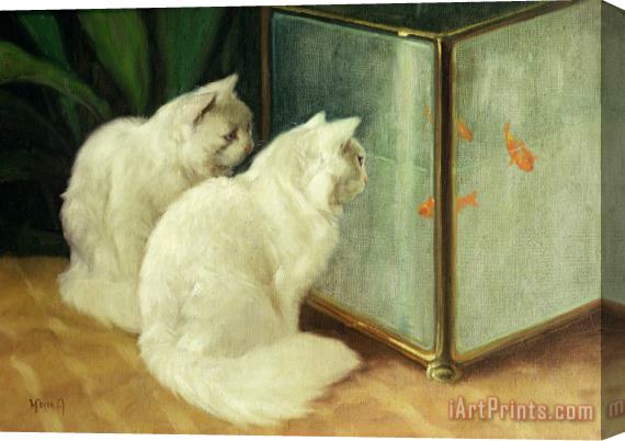 Arthur Heyer White Cats Watching Goldfish Stretched Canvas Print / Canvas Art