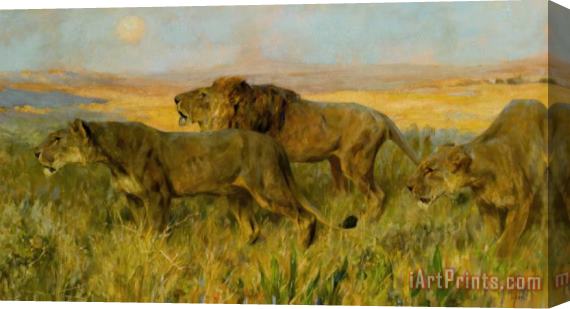 Arthur Wardle Lions Sunset Stretched Canvas Print / Canvas Art