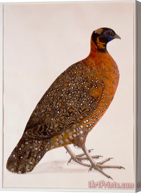 Artist, maker unknown, India Crimson Horned Pheasant (satyr Tragapan) Stretched Canvas Painting / Canvas Art