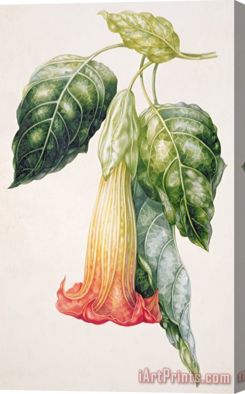 Augusta Innes Withers Thorn Apple Flower From Ecuador Datura Rosei Stretched Canvas Painting / Canvas Art