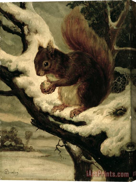 Basil Bradley A Red Squirrel Eating a Nut Stretched Canvas Painting / Canvas Art