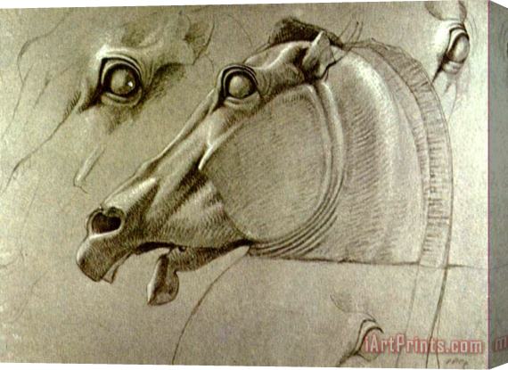 Benjamin Haydon Horse Head Sketch Stretched Canvas Print / Canvas Art