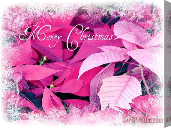 Blair Wainman Christmas Poinsettia Stretched Canvas Painting / Canvas Art