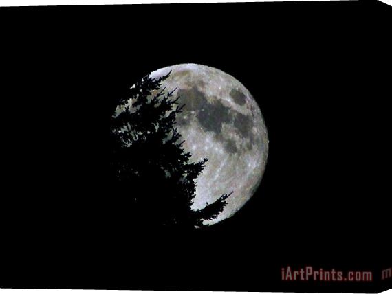 Blair Wainman Full Moon Silhouette Stretched Canvas Painting / Canvas Art