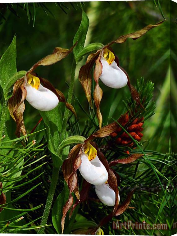 Blair Wainman Mountain Lady's Slipper Orchid Stretched Canvas Print / Canvas Art
