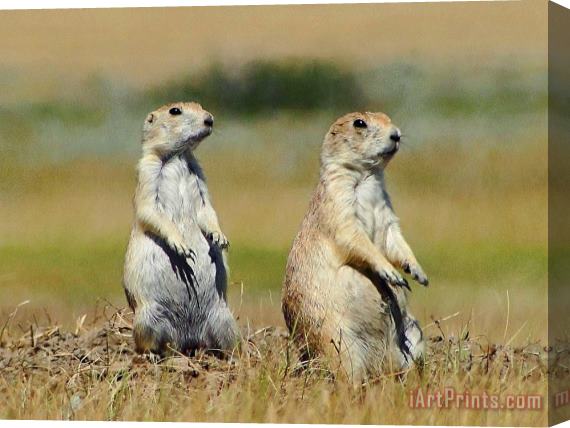 Blair Wainman Two peas in a pod Stretched Canvas Print / Canvas Art