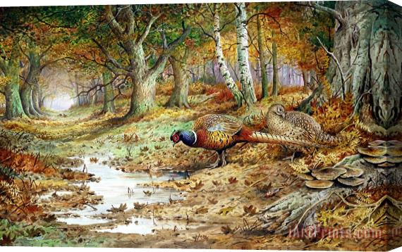 Carl Donner Cock Pheasant and Sulphur Tuft Fungi Stretched Canvas Print / Canvas Art