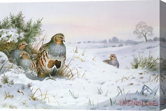 Carl Donner Grey Partridge Stretched Canvas Print / Canvas Art