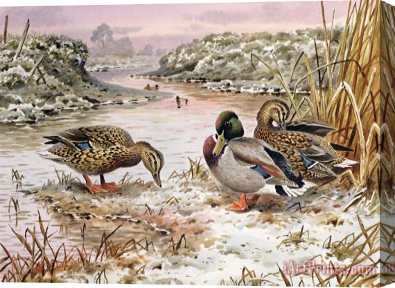 Carl Donner Mallards in a Quiet Corner Stretched Canvas Painting / Canvas Art