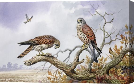 Carl Donner Pair of Kestrels Stretched Canvas Painting / Canvas Art