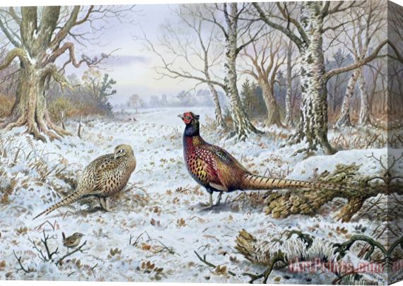 Carl Donner Pair of Pheasants with a Wren Stretched Canvas Painting / Canvas Art