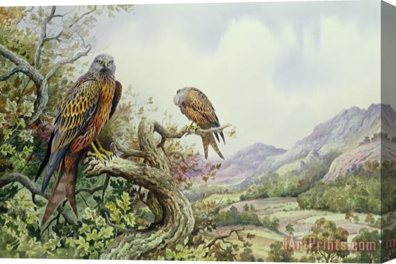 Carl Donner Pair of Red Kites in an Oak Tree Stretched Canvas Painting / Canvas Art