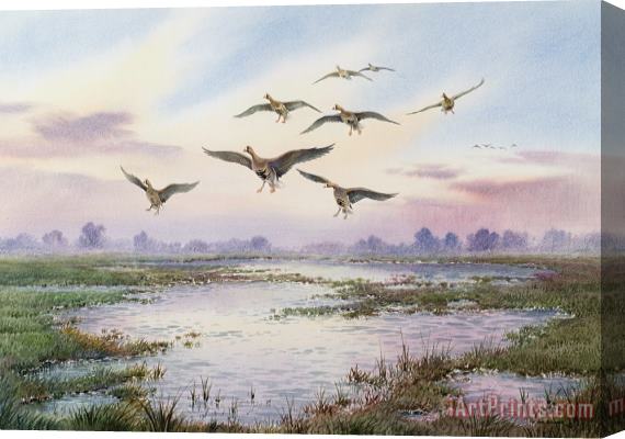 Carl Donner White-Fronted Geese Alighting Stretched Canvas Print / Canvas Art