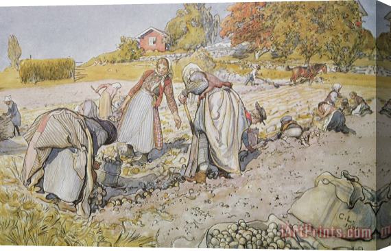 Carl Larsson Digging Potatoes Stretched Canvas Painting / Canvas Art