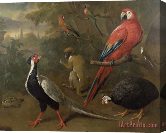 Charles Collins Pheasant Macaw Monkey Parrots and Tortoise Stretched Canvas Print / Canvas Art