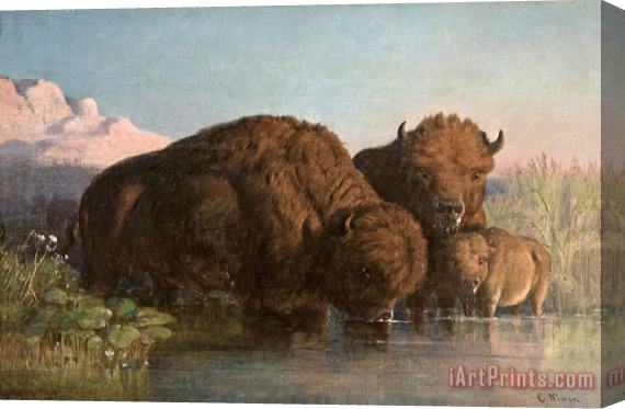 Charles Ferdinand Wimar Buffalo Drinking Stretched Canvas Print / Canvas Art