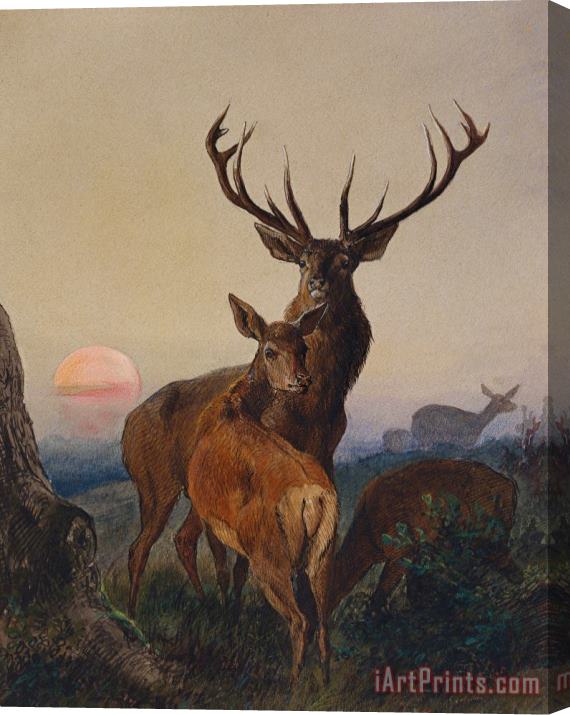 Charles Jones A Stag With Deer In A Wooded Landscape At Sunset Stretched Canvas Painting / Canvas Art