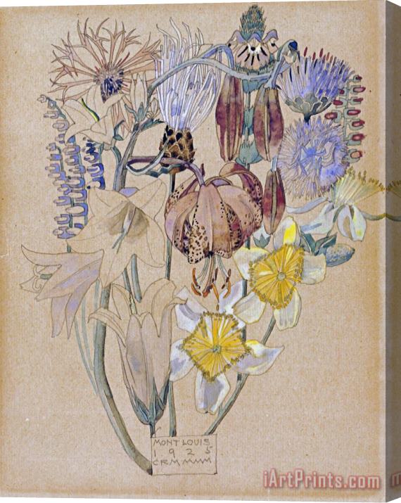 Charles Rennie Mackintosh Mont Louis Flower Study Stretched Canvas Print / Canvas Art