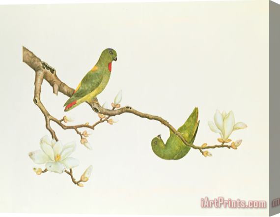 Chinese School Blue Crowned Parakeet Hannging On A Magnolia Branch Stretched Canvas Print / Canvas Art