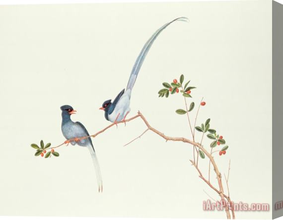 Chinese School Red Billed Blue Magpies On A Branch With Red Berries Stretched Canvas Print / Canvas Art