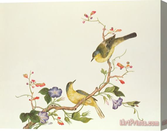 Chinese School Yellow Wagtail With Blue Head Stretched Canvas Print / Canvas Art