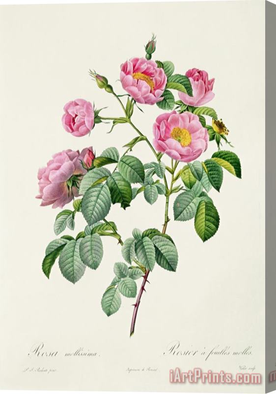 Claude Antoine Thory Rosa Mollissima Stretched Canvas Print / Canvas Art