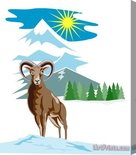Collection 10 Mouflon Sheep Mountain Goat Stretched Canvas Print / Canvas Art