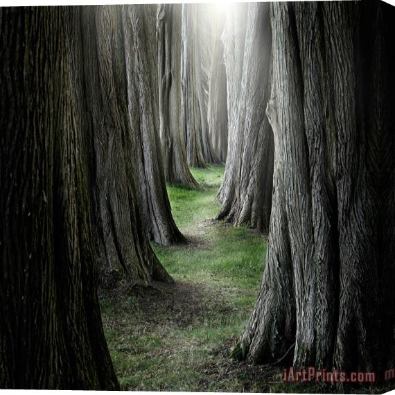 Collection 11 The Pathway Stretched Canvas Print / Canvas Art