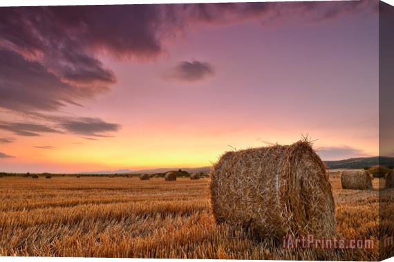Collection 12 Bales At Twilight Stretched Canvas Print / Canvas Art