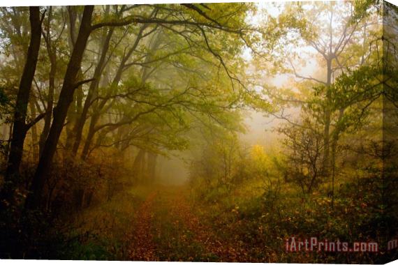 Collection 12 Fairy Wood Stretched Canvas Print / Canvas Art