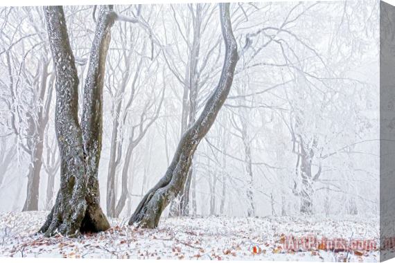 Collection 12 Frostbitten Forest Stretched Canvas Print / Canvas Art