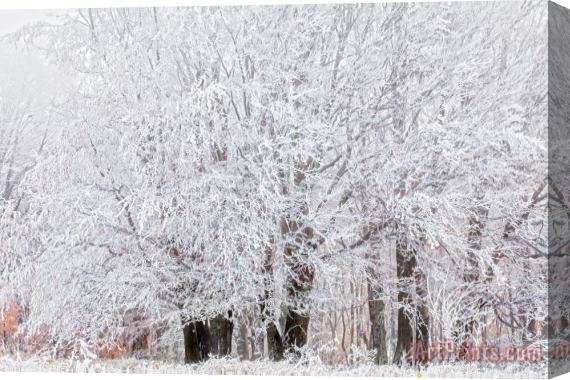 Collection 12 Frozen Trees Stretched Canvas Print / Canvas Art