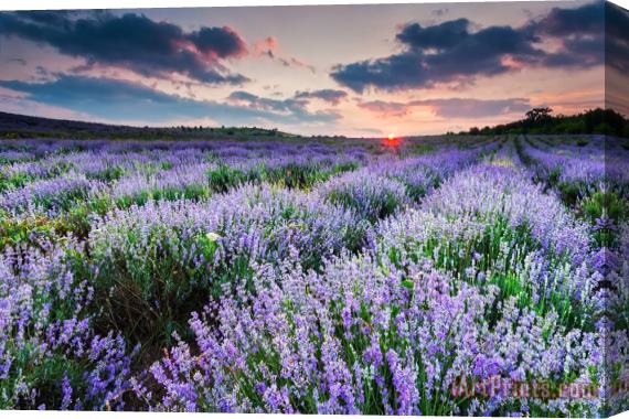 Collection 12 Lavender Sea Stretched Canvas Print / Canvas Art