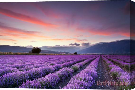 Collection 12 Lavender Season Stretched Canvas Painting / Canvas Art