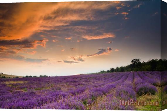 Collection 12 Lavender sunset Stretched Canvas Print / Canvas Art