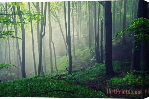 Collection 12 Living Forest Stretched Canvas Painting / Canvas Art