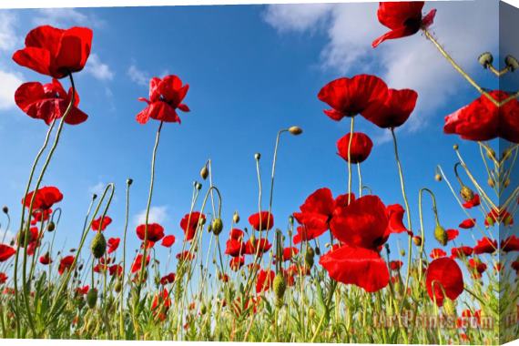Collection 12 Poppies Season Stretched Canvas Print / Canvas Art