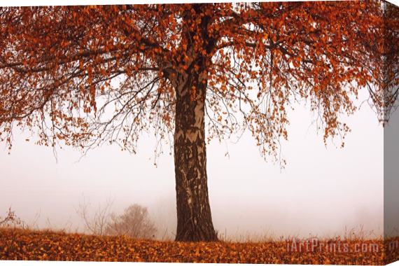 Collection 12 Red Tree Stretched Canvas Print / Canvas Art