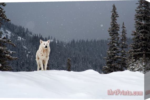 Collection 12 The Wolf Stretched Canvas Print / Canvas Art