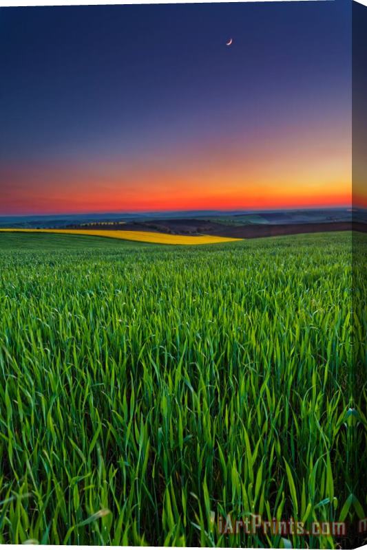 Collection 12 Twilight Fields Stretched Canvas Print / Canvas Art