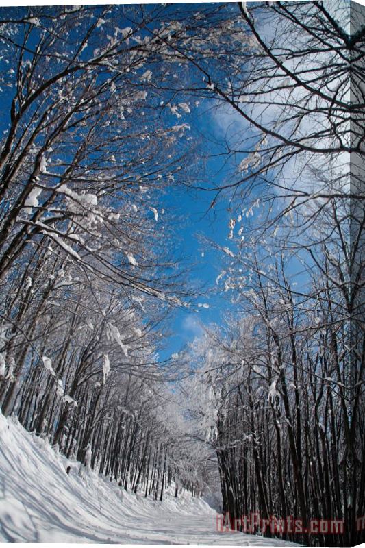 Collection 12 Winter Road Stretched Canvas Painting / Canvas Art