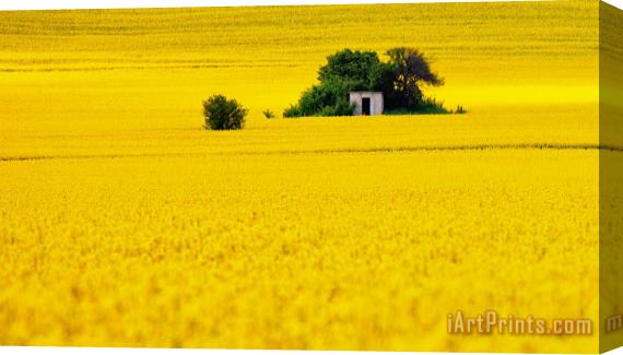 Collection 12 Yellow Stretched Canvas Print / Canvas Art