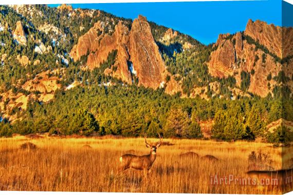 Collection 14 Buck and Flatirons Stretched Canvas Print / Canvas Art